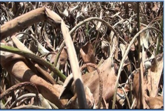 PHYTOCIDE - Image 2